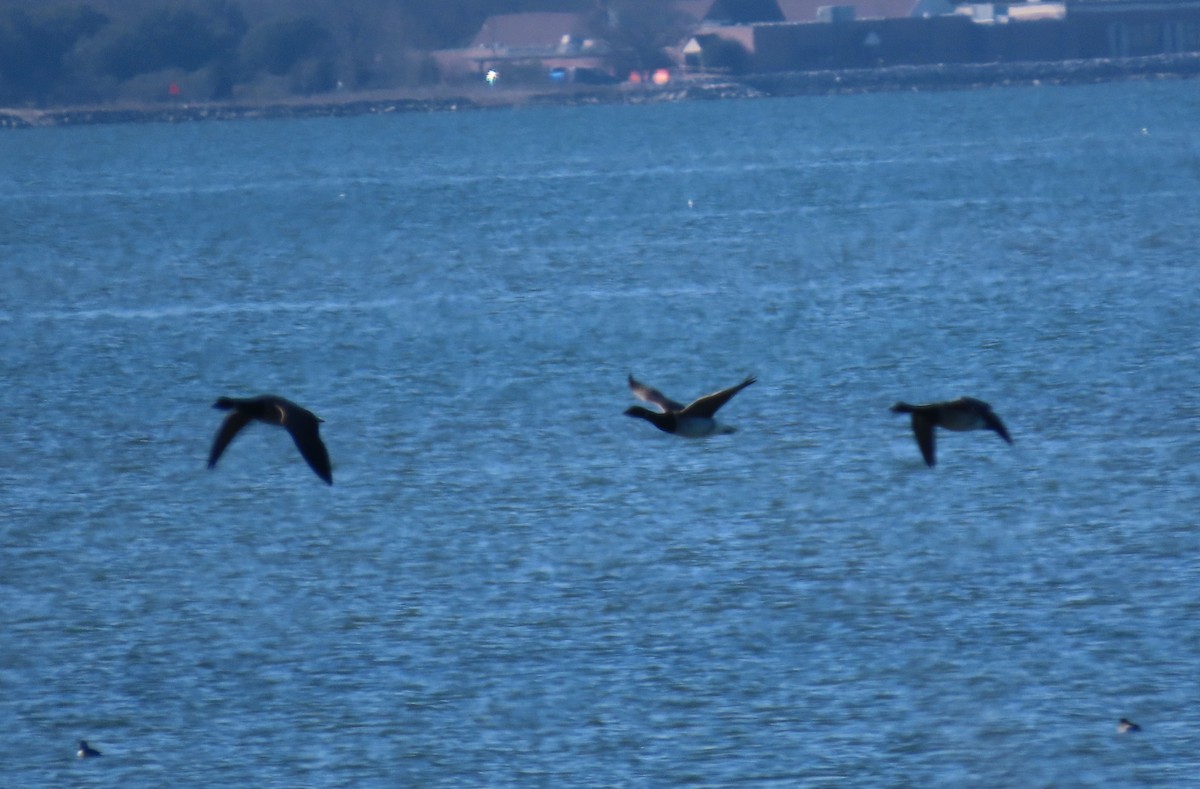 コクガン - ML647048910