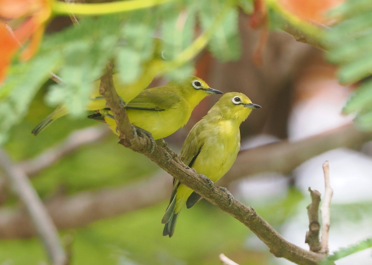 Pale White-eye - ML647048911