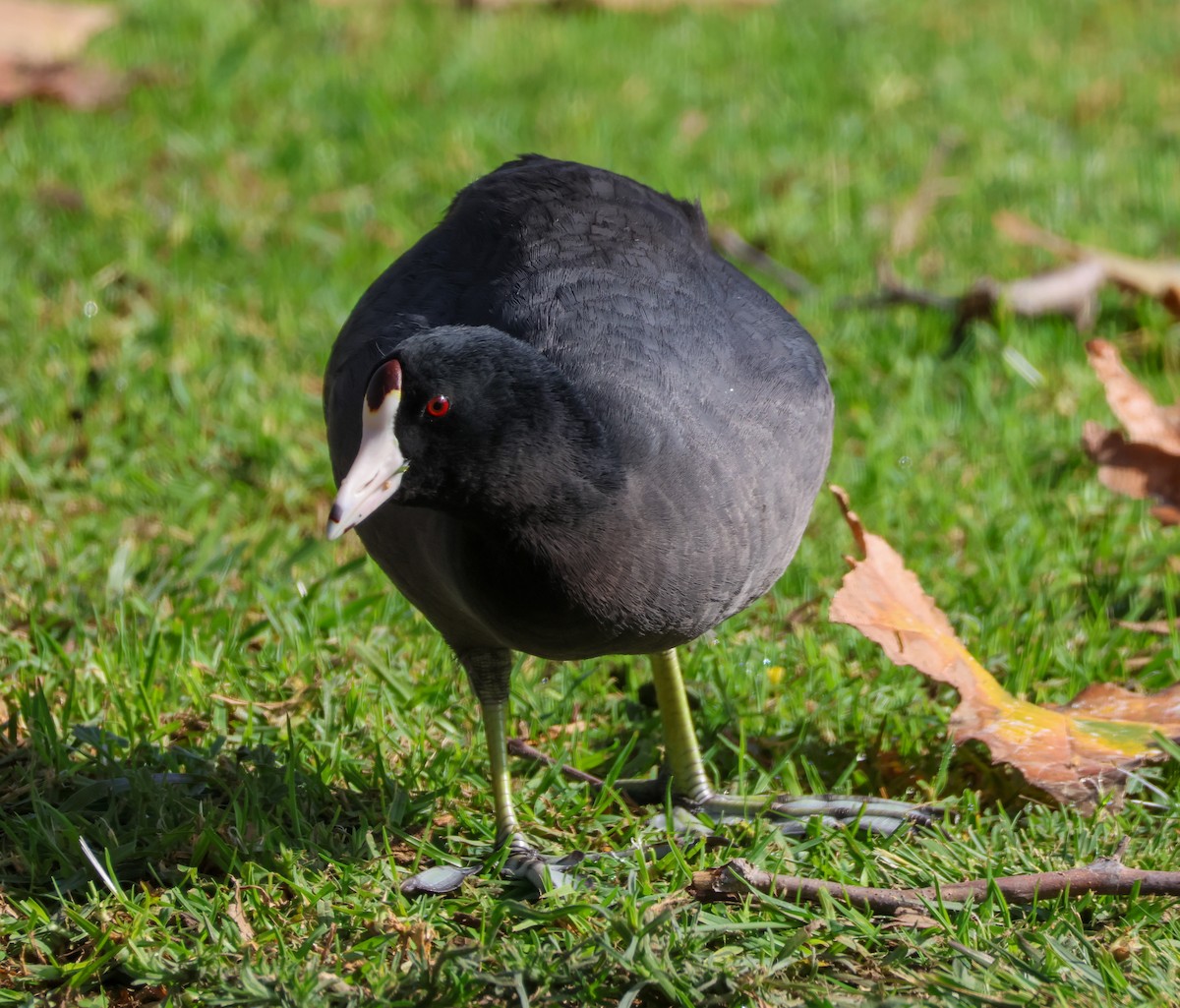 アメリカオオバン - ML647048912