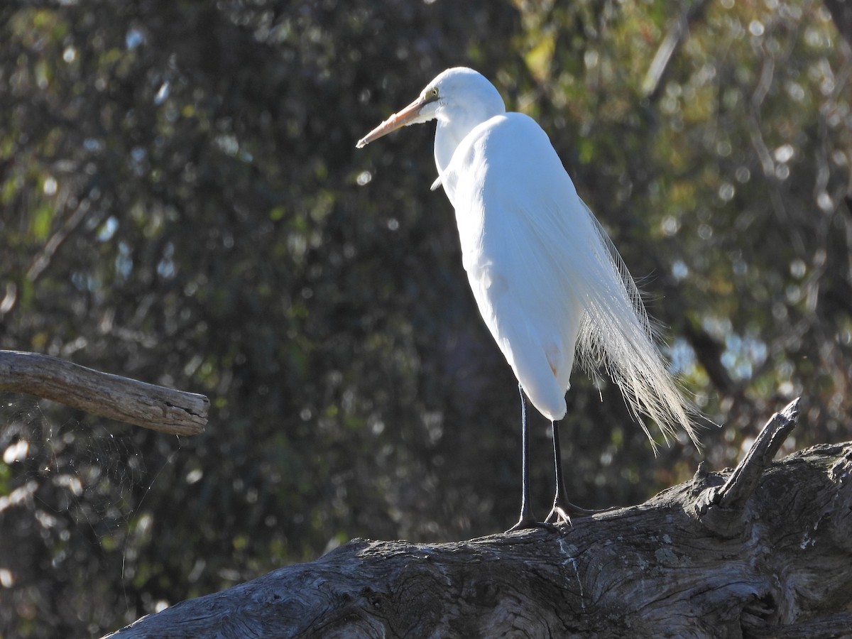 ダイサギ（亜種 チュウダイサギ） - ML647048913