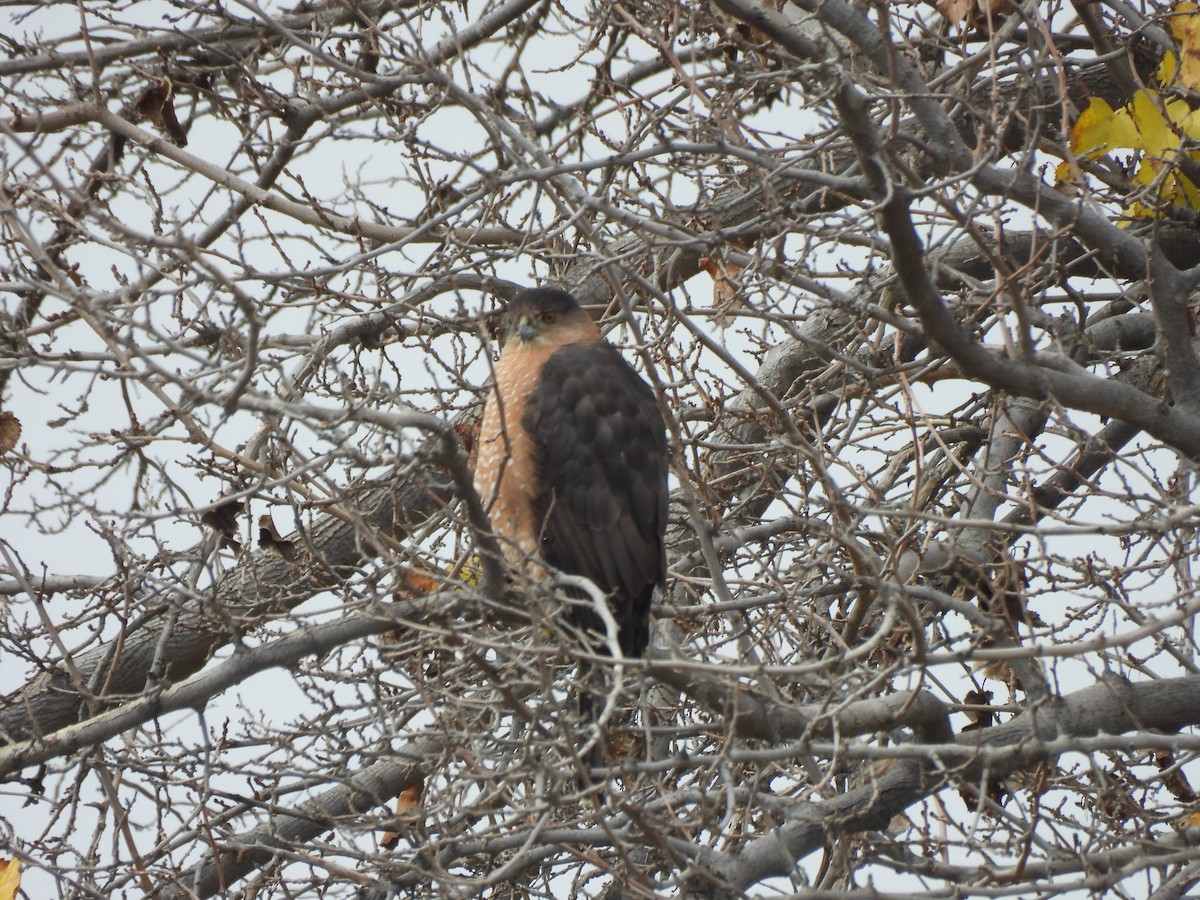 クーパーハイタカ - ML647048915