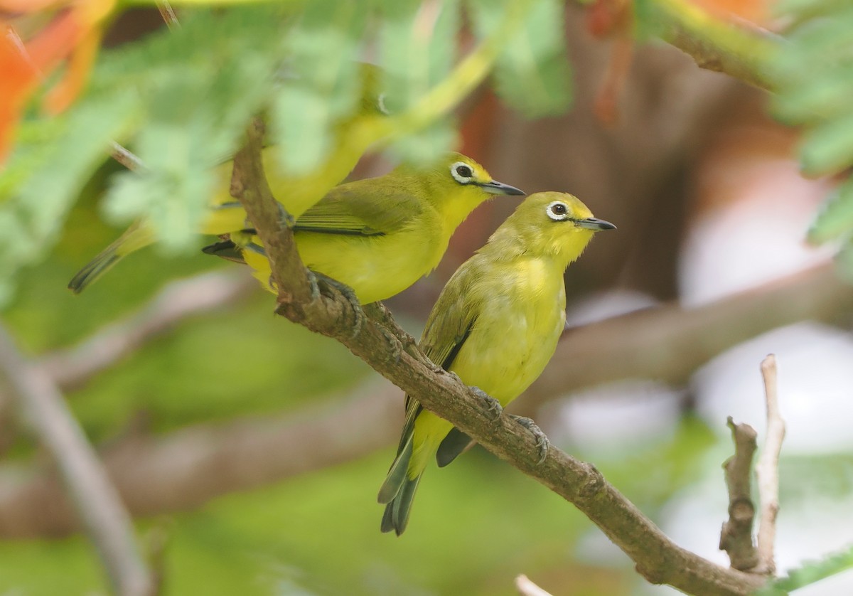 Pale White-eye - ML647048916