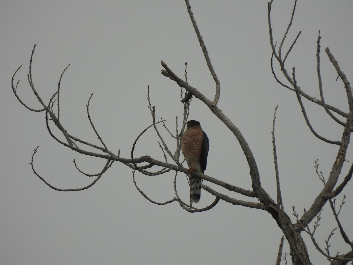 クーパーハイタカ - ML647048917