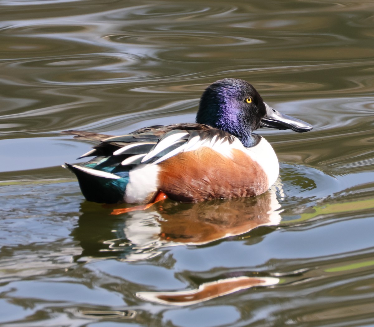 ハシビロガモ - ML647048919