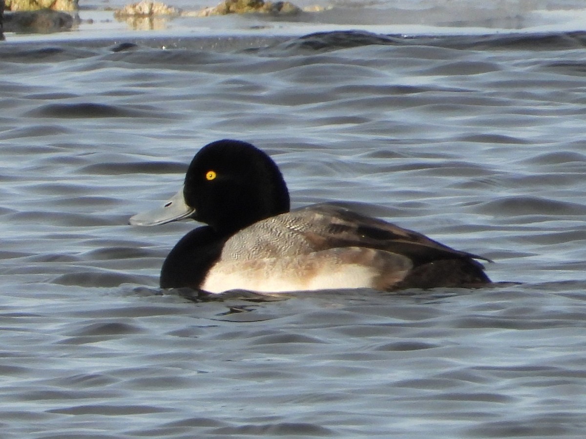Greater Scaup - ML647048920