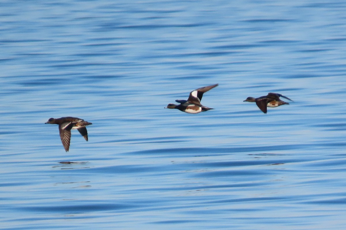 アメリカヒドリ - ML647048921