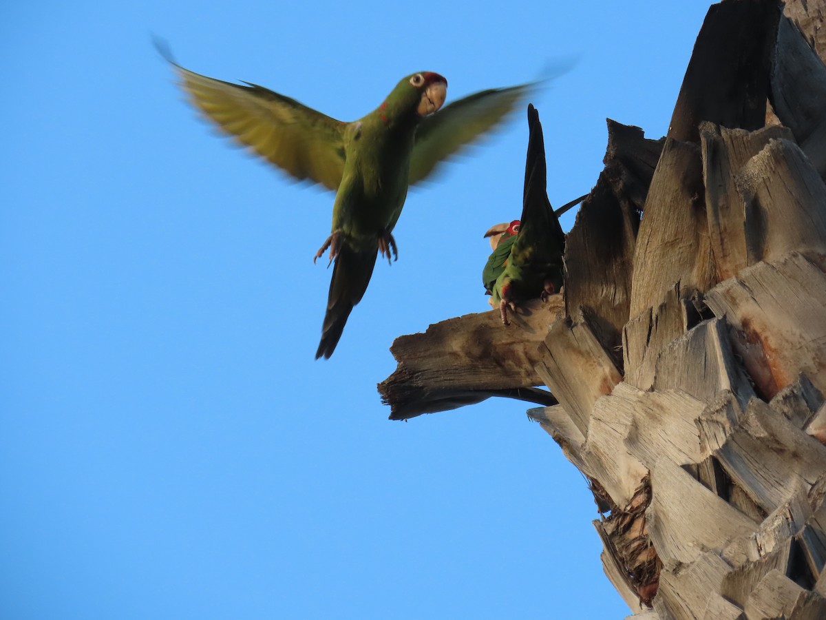 ベニガオメキシコインコ - ML647048924