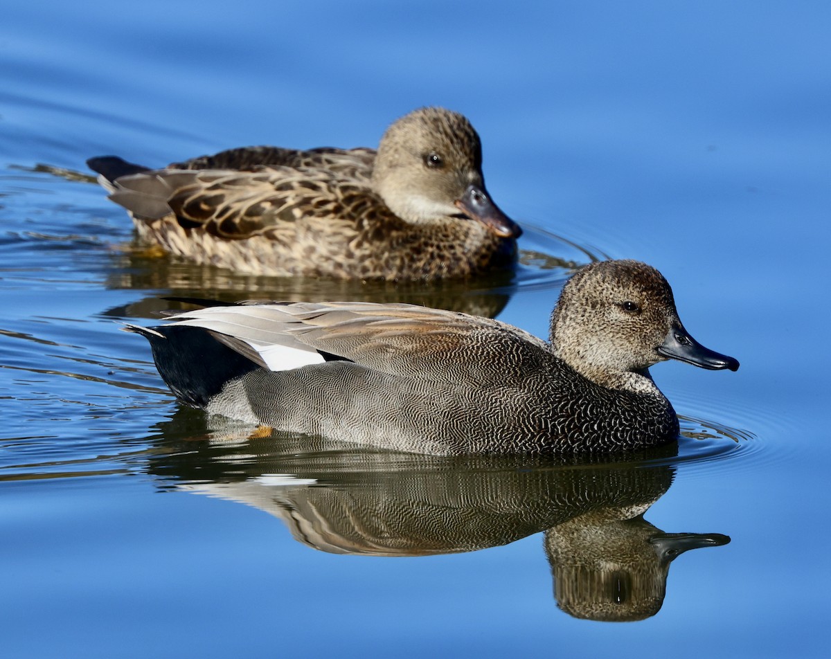 Нерозень - ML647048925