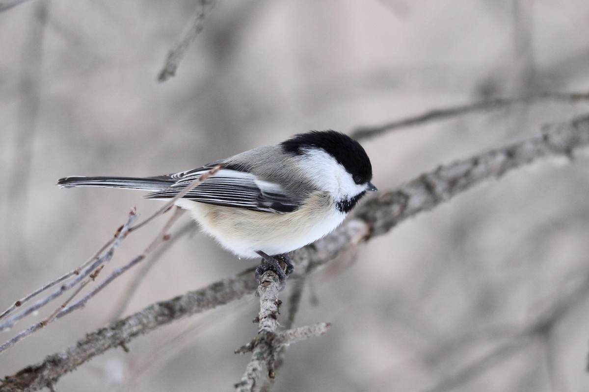 アメリカコガラ - ML647048928