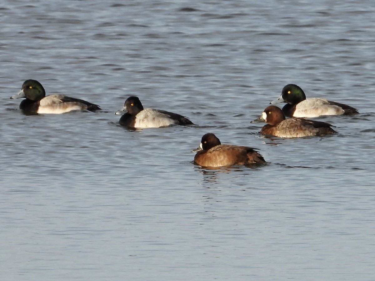 Greater Scaup - ML647048929