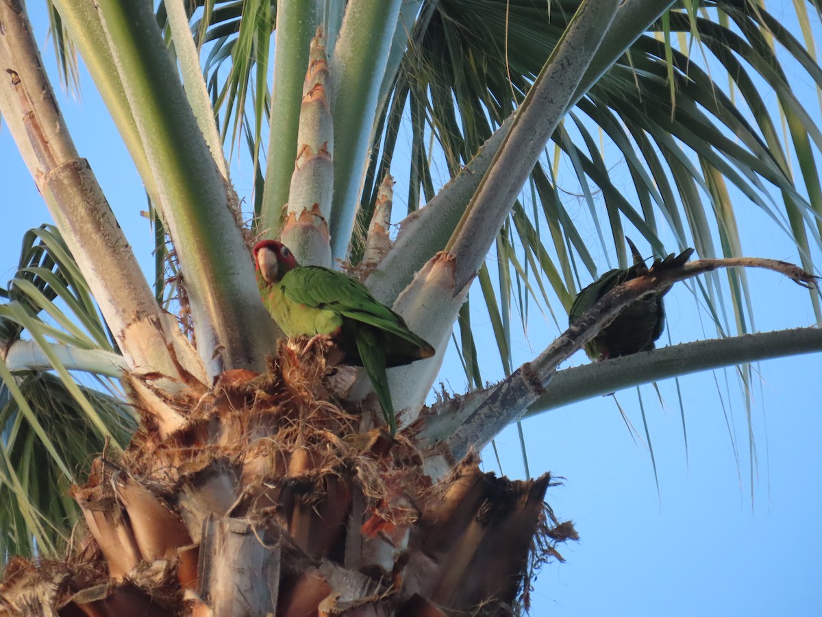 ベニガオメキシコインコ - ML647048930