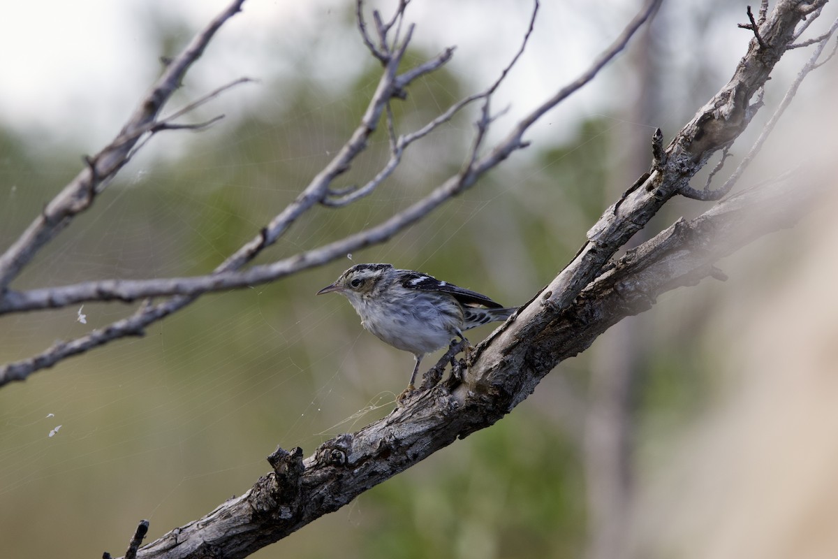 シロクロアメリカムシクイ - ML647048931