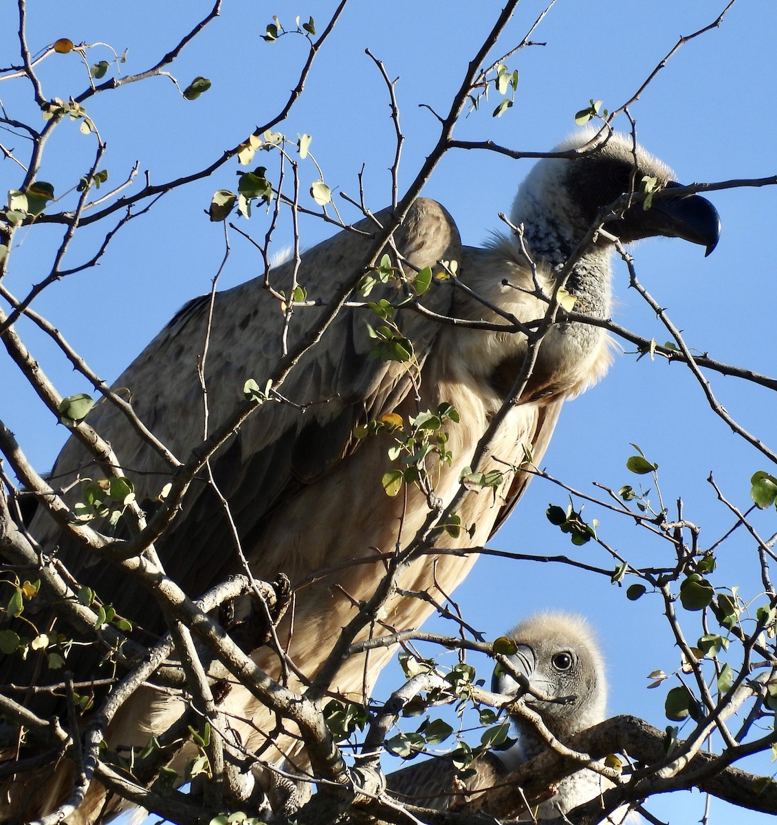 コシジロハゲワシ - ML647048932