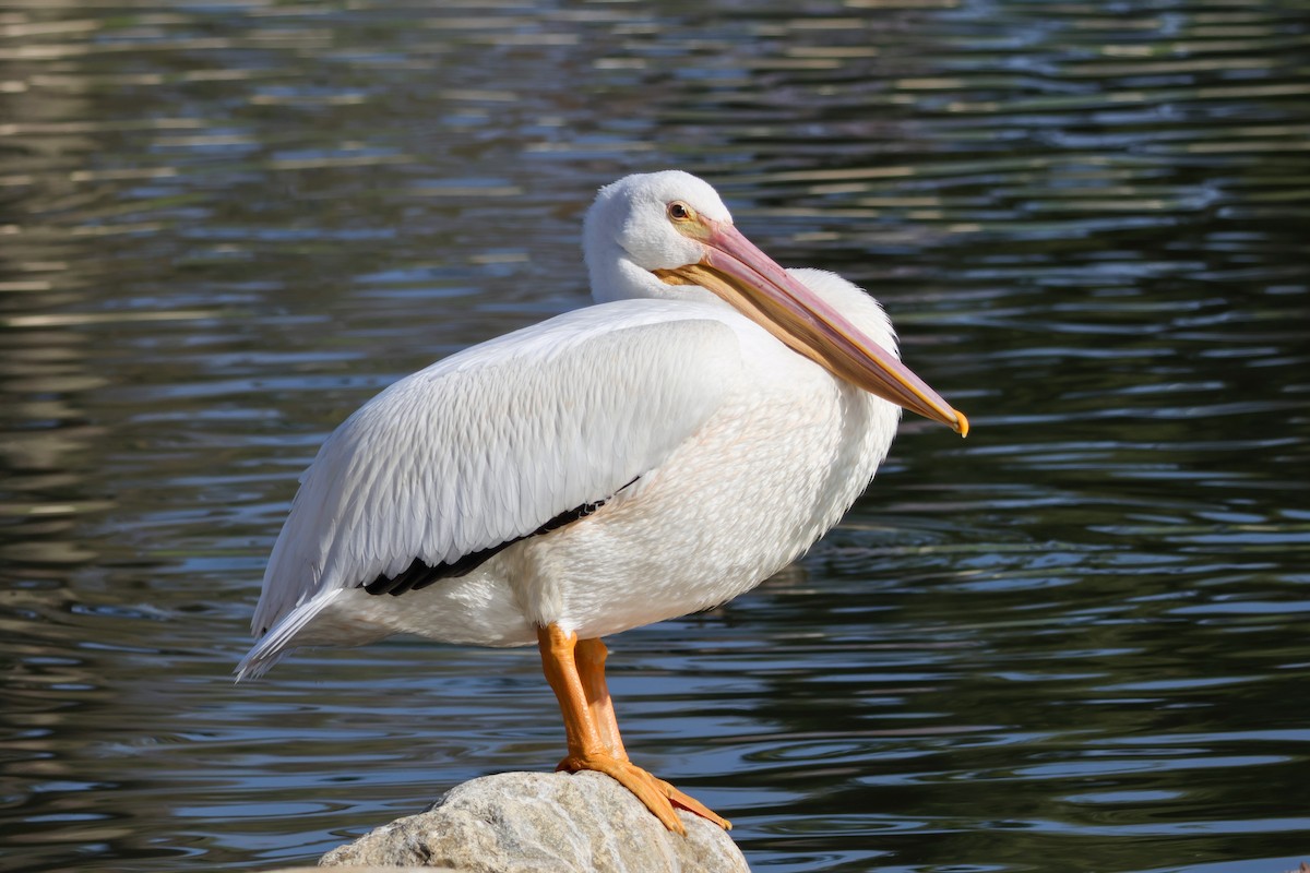 アメリカシロペリカン - ML647048933