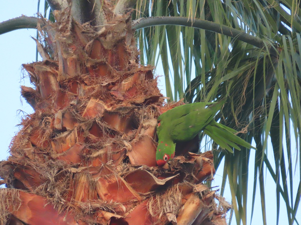 ベニガオメキシコインコ - ML647048934