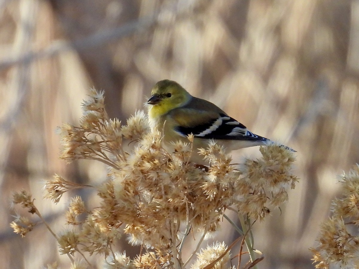 オウゴンヒワ - ML647048935