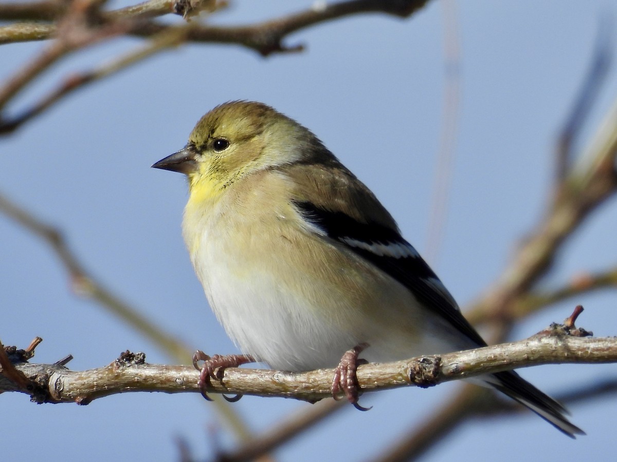 オウゴンヒワ - ML647048936