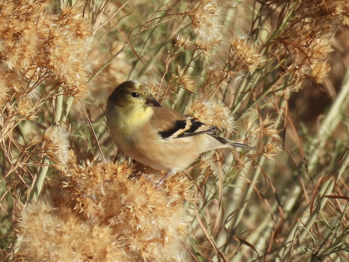 オウゴンヒワ - ML647048937