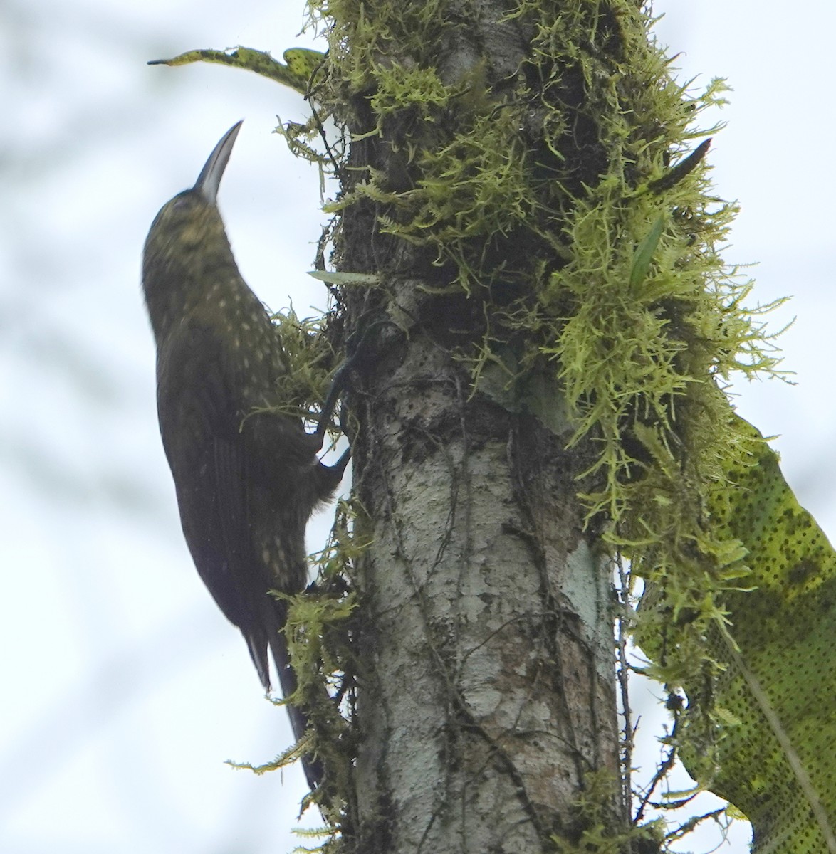 シロボシオニキバシリ - ML647048938