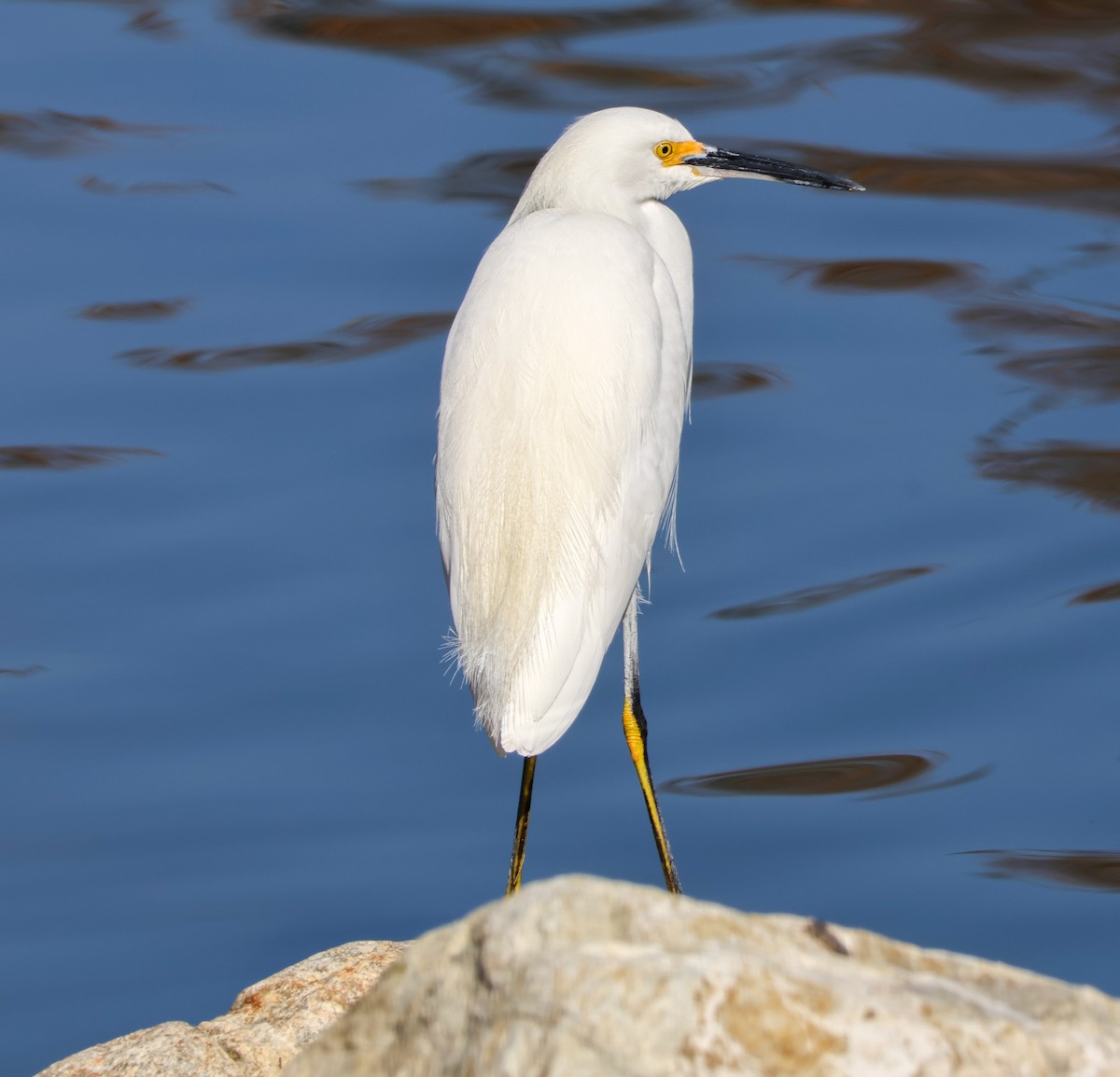 ユキコサギ - ML647048939