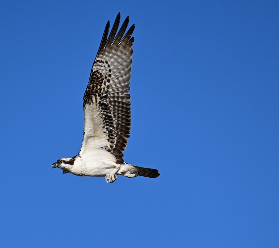 orlovec říční - ML647048946