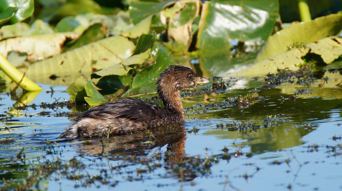 potápka americká - ML647048951