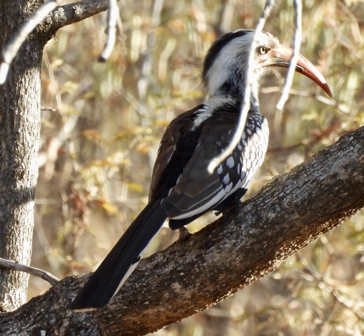 ミナミアカハシコサイチョウ - ML647048953