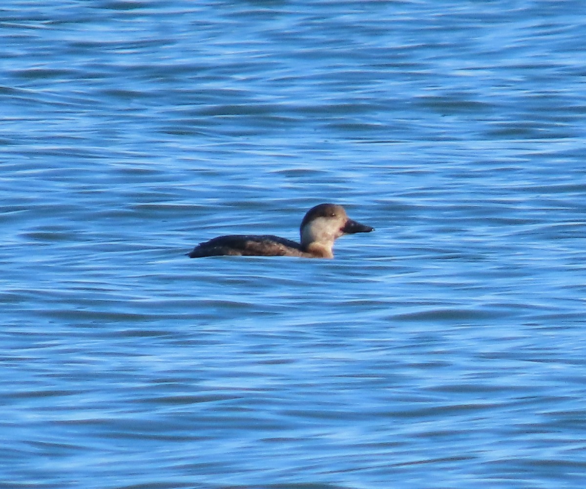 クロガモ - ML647048969