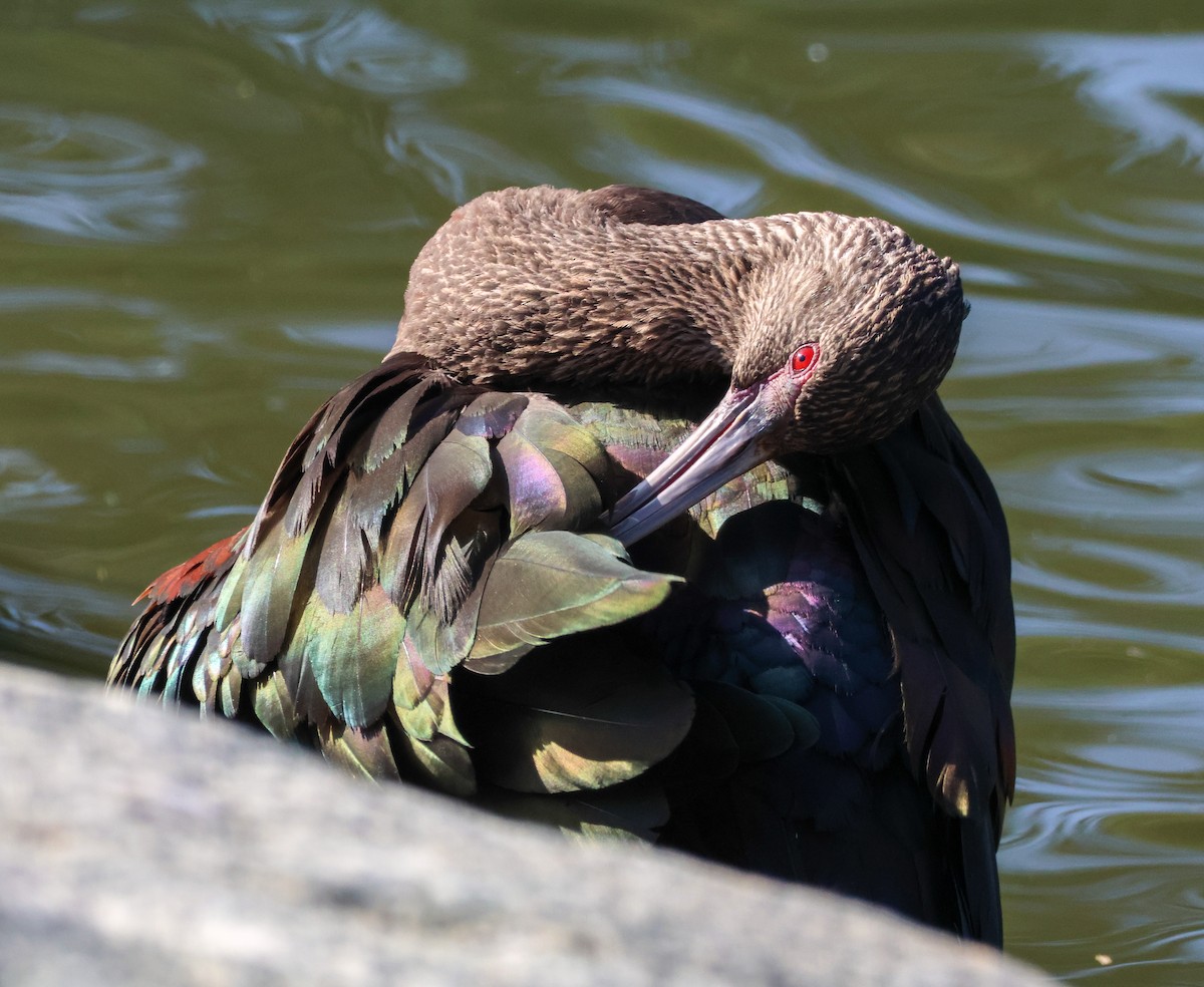 Beltzaran musuzuria - ML647048970