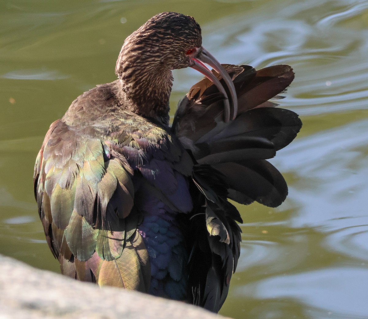 Beltzaran musuzuria - ML647048971