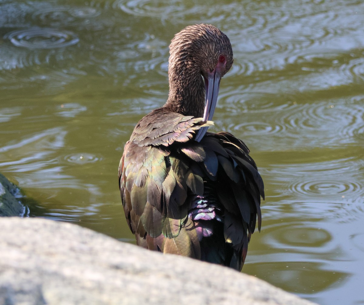 Beltzaran musuzuria - ML647048972