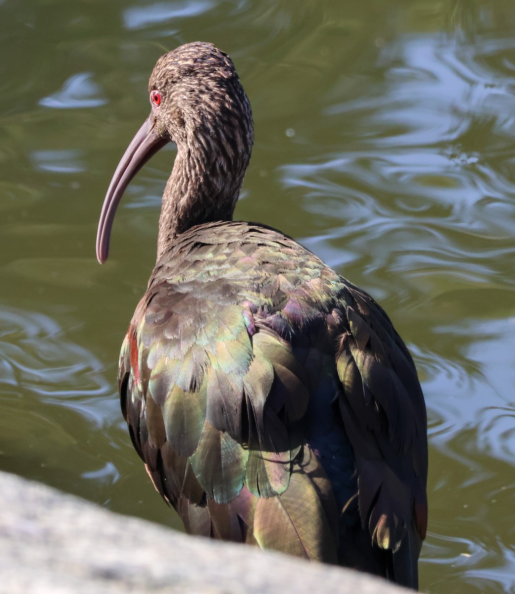 Beltzaran musuzuria - ML647048973