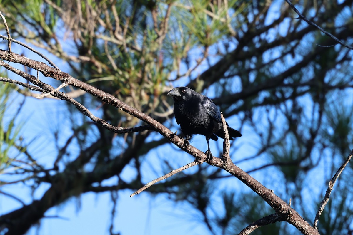Hispaniolan Palm-Crow - ML647048975