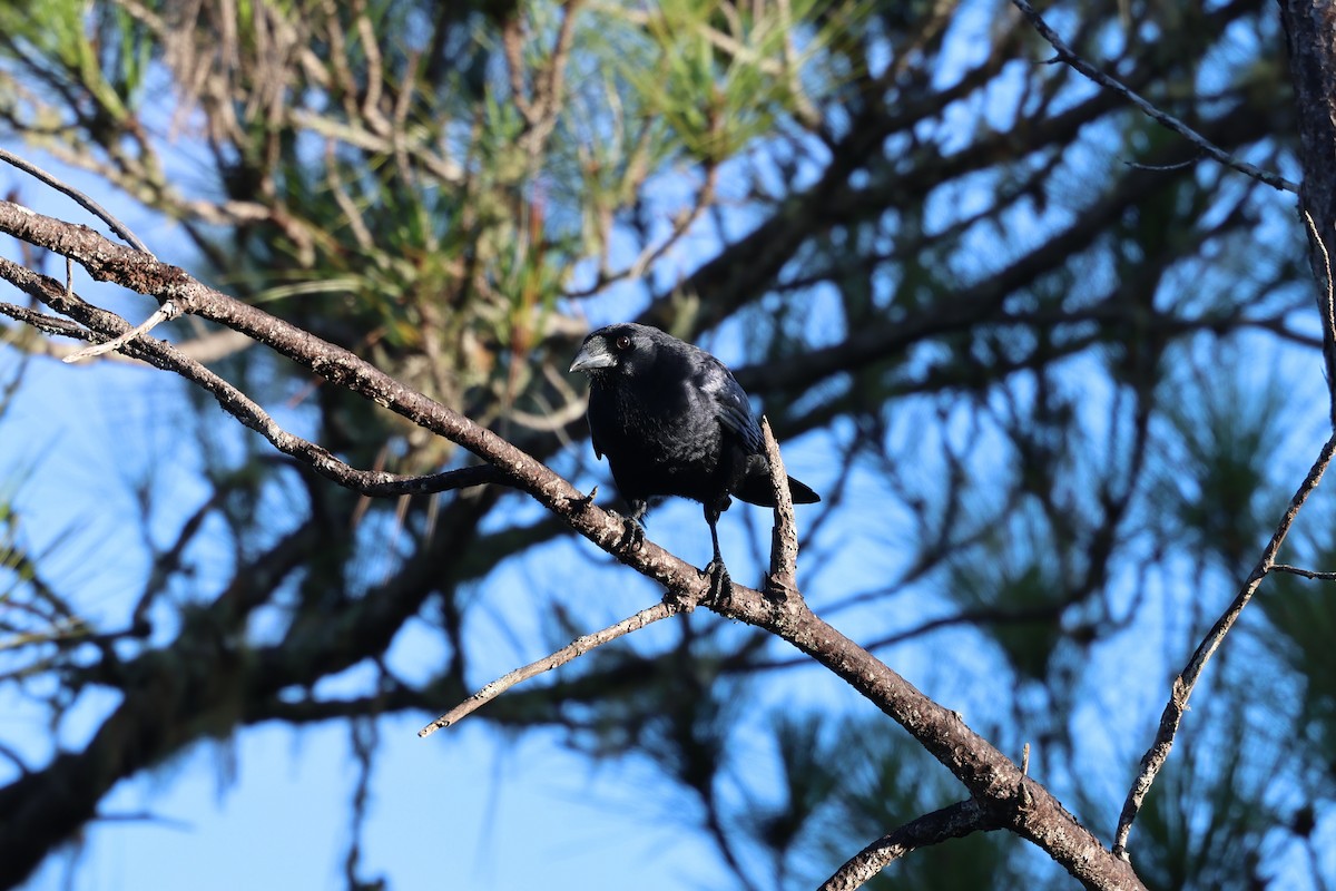 Hispaniolan Palm-Crow - ML647048981
