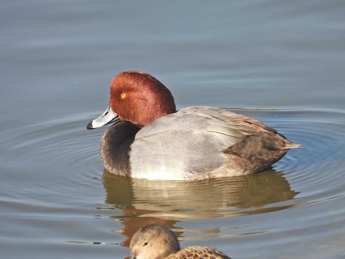 Redhead - ML647048992