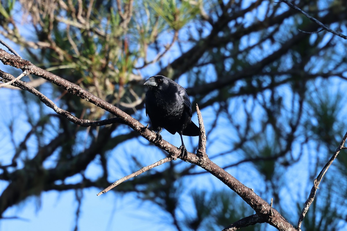 Hispaniolan Palm-Crow - ML647048993