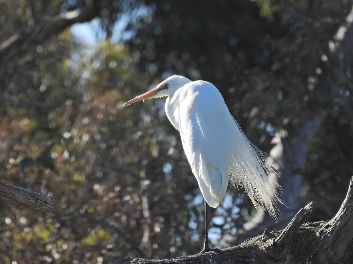 Great Egret (modesta) - ML647048994