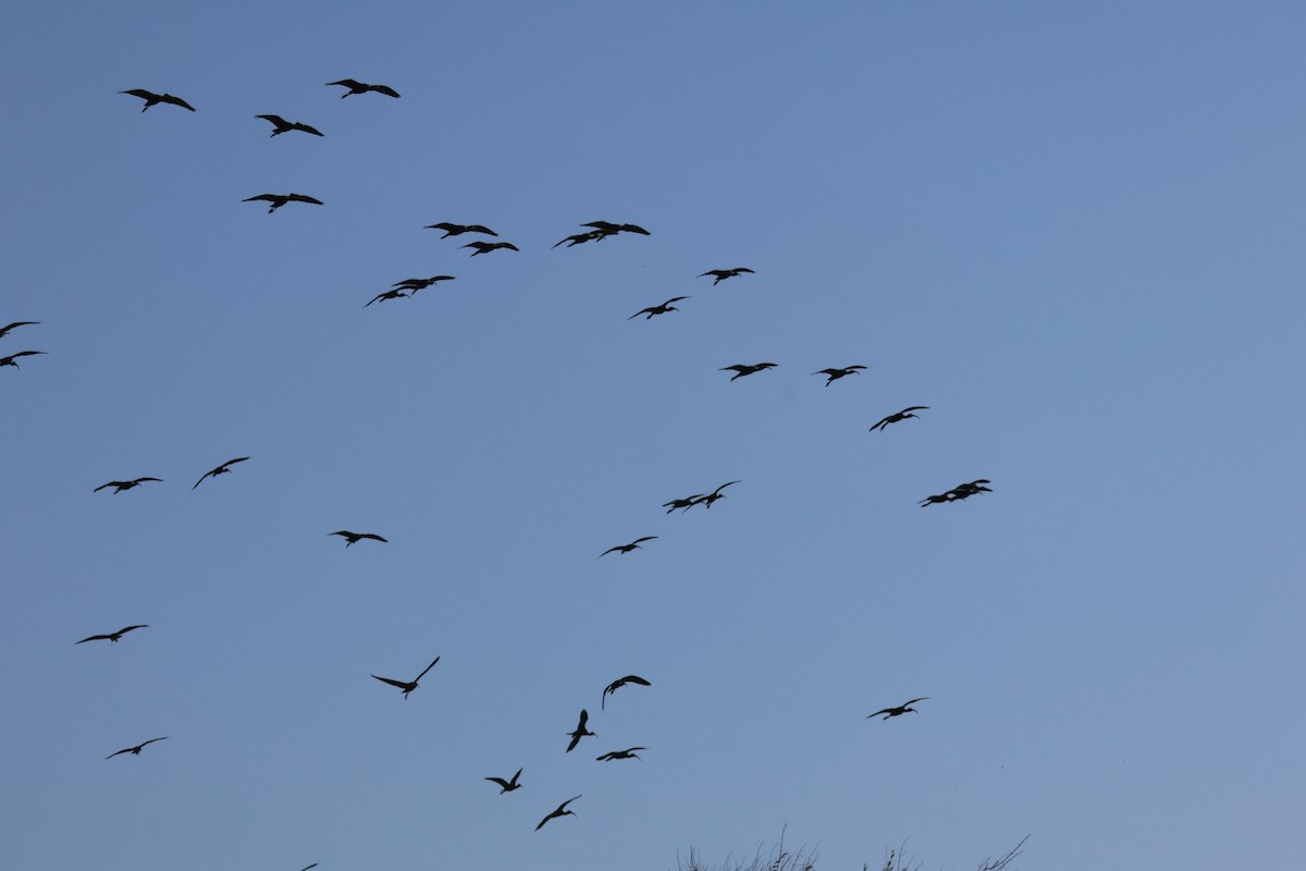 Beltzaran musuzuria - ML647048996