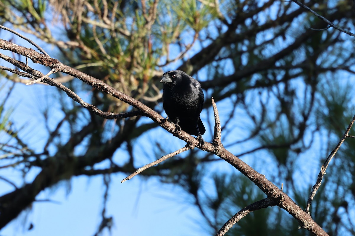 Hispaniolan Palm-Crow - ML647048997