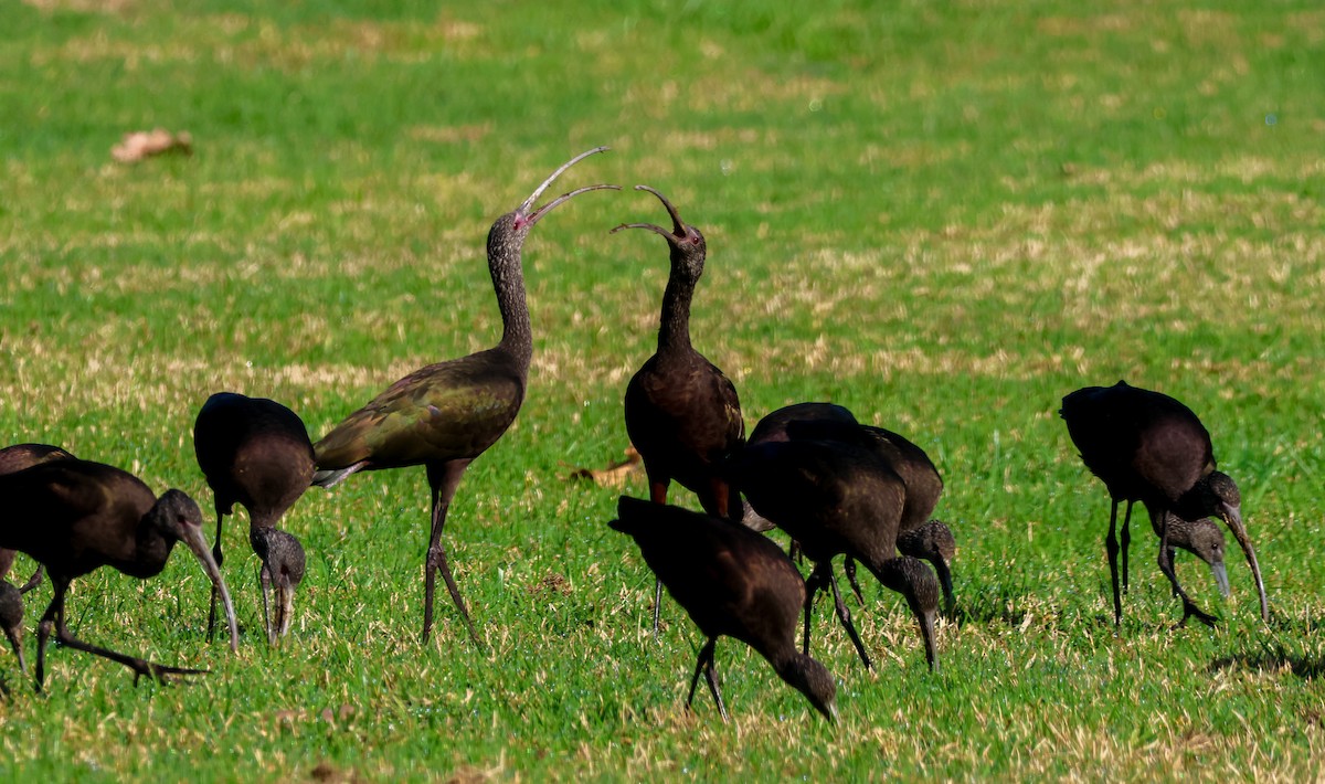 Beltzaran musuzuria - ML647048998