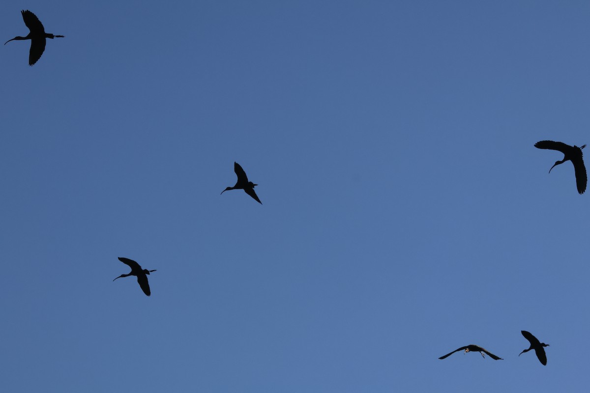 Beltzaran musuzuria - ML647048999