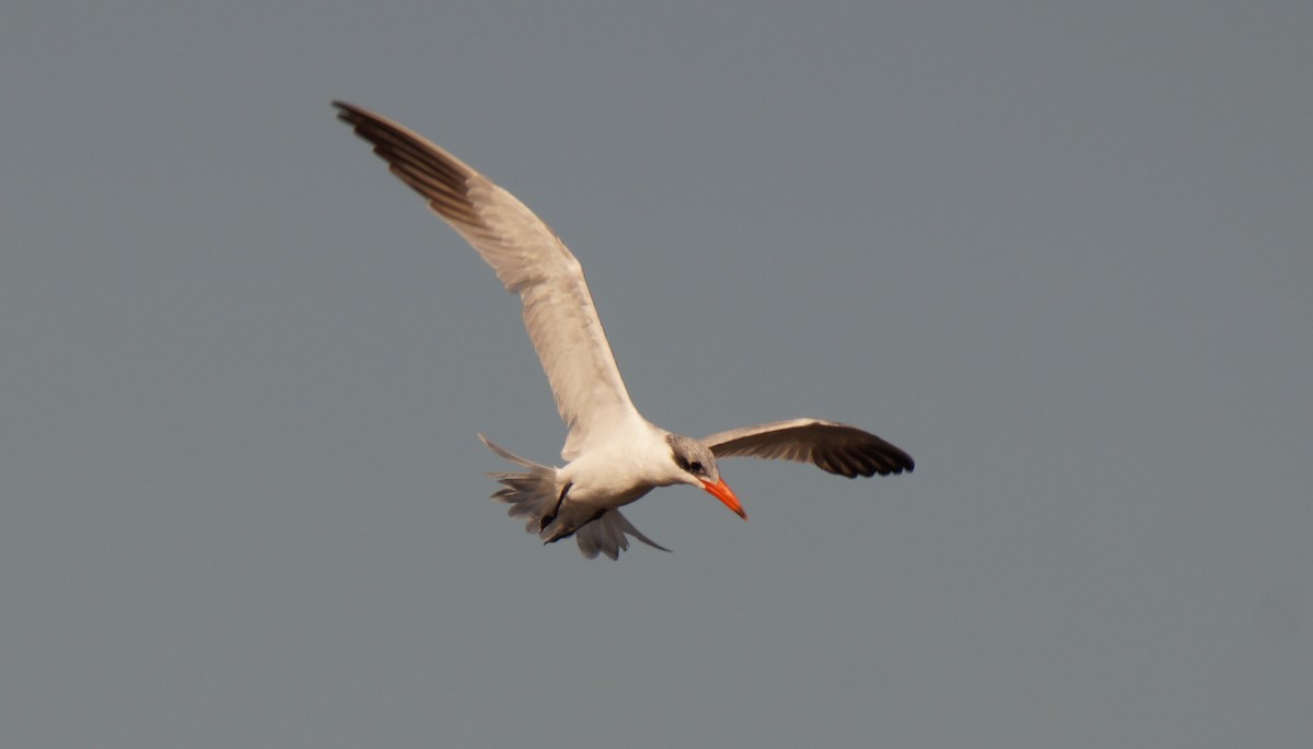 rybák velkozobý - ML647049003