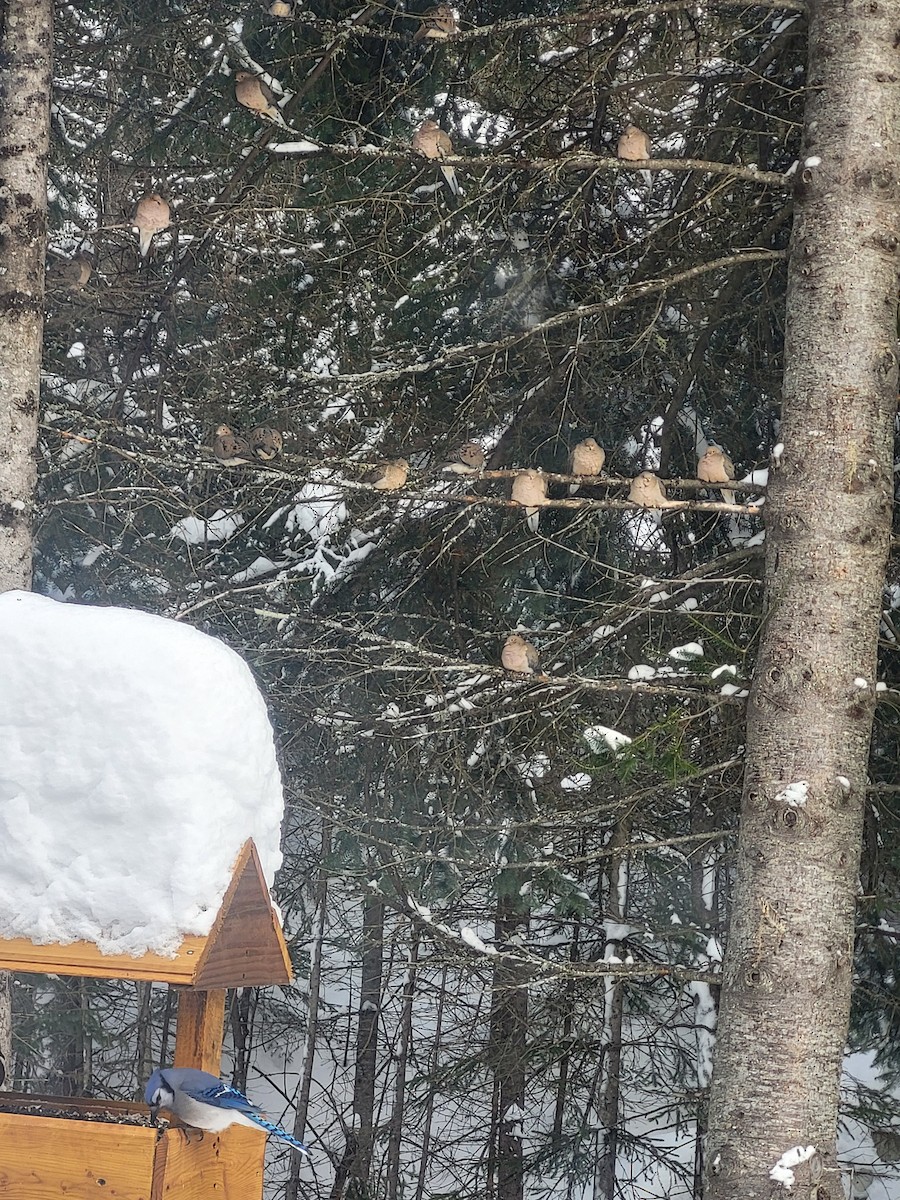 Mourning Dove - ML647049004