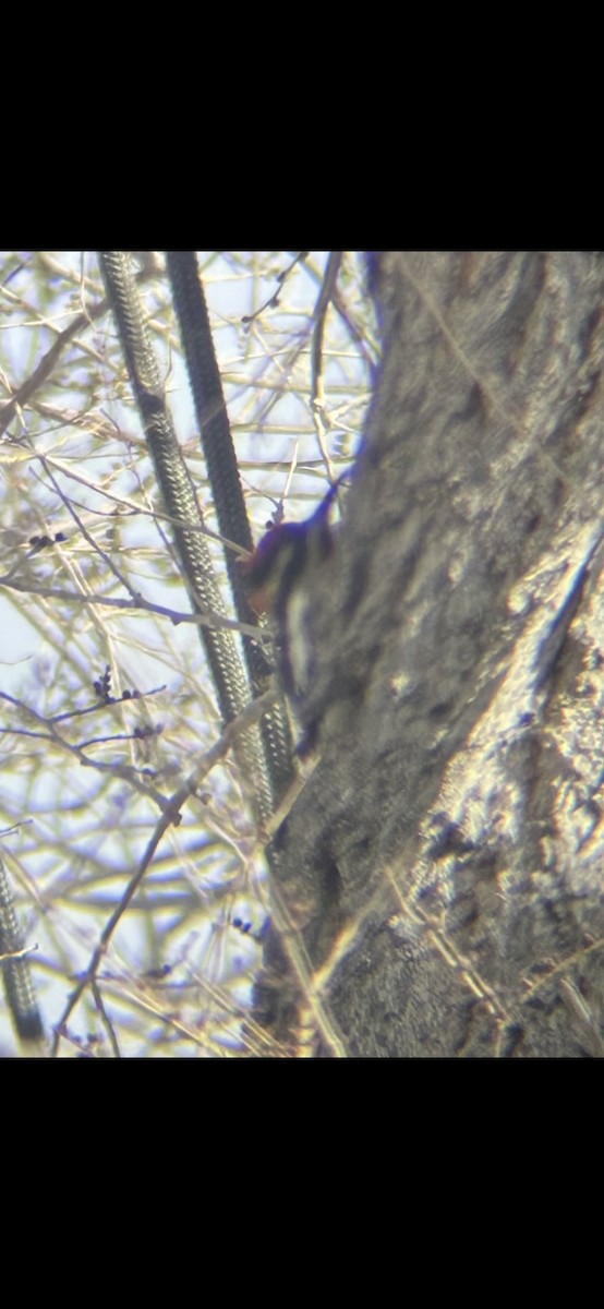 Red-naped Sapsucker - ML647049005