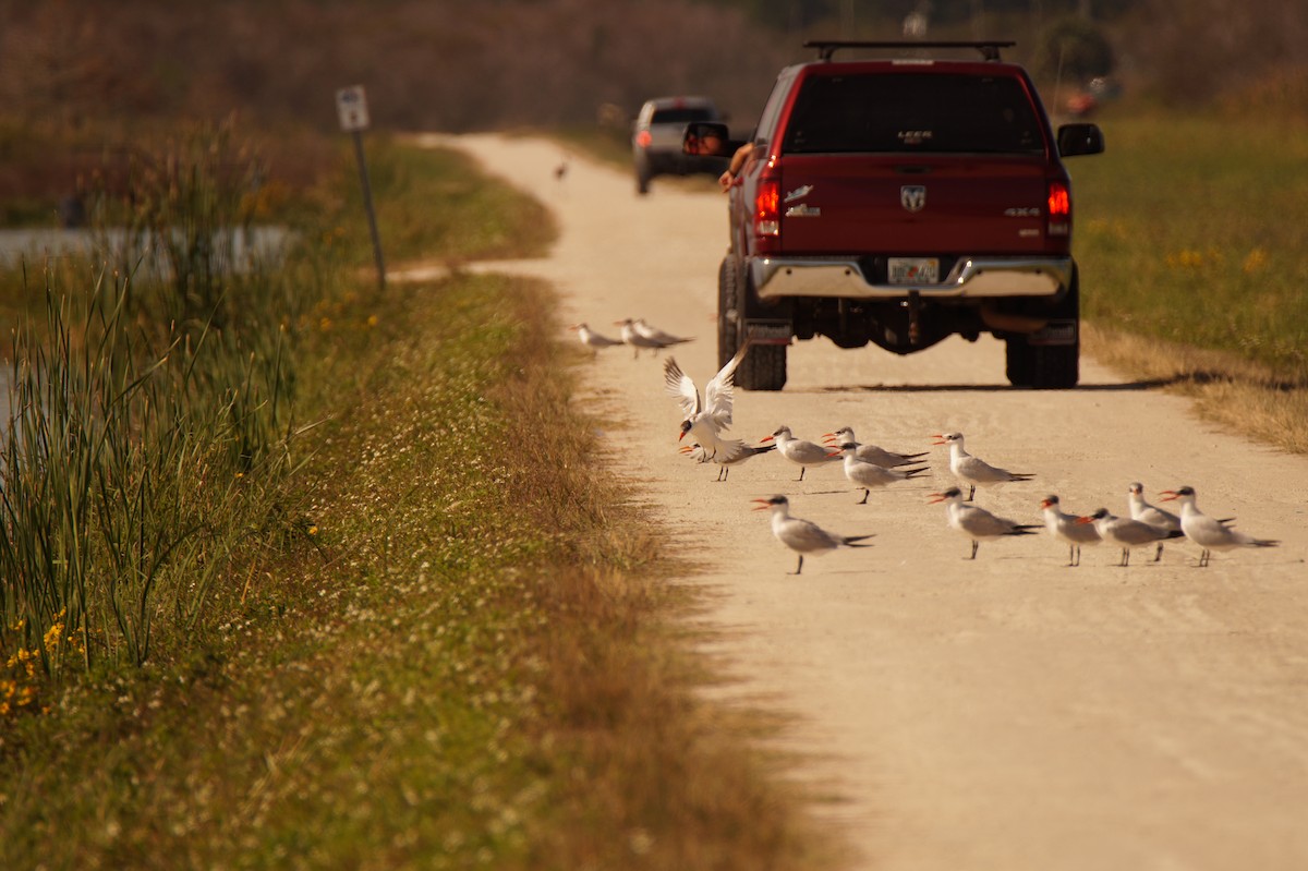 rybák velkozobý - ML647049006