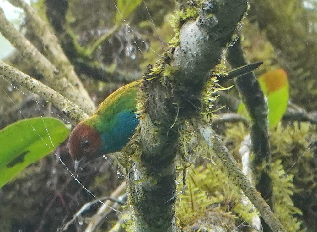 チャガシラフウキンチョウ - ML647049007