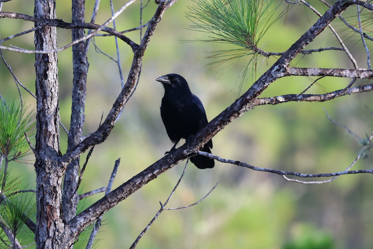 Hispaniolan Palm-Crow - ML647049012