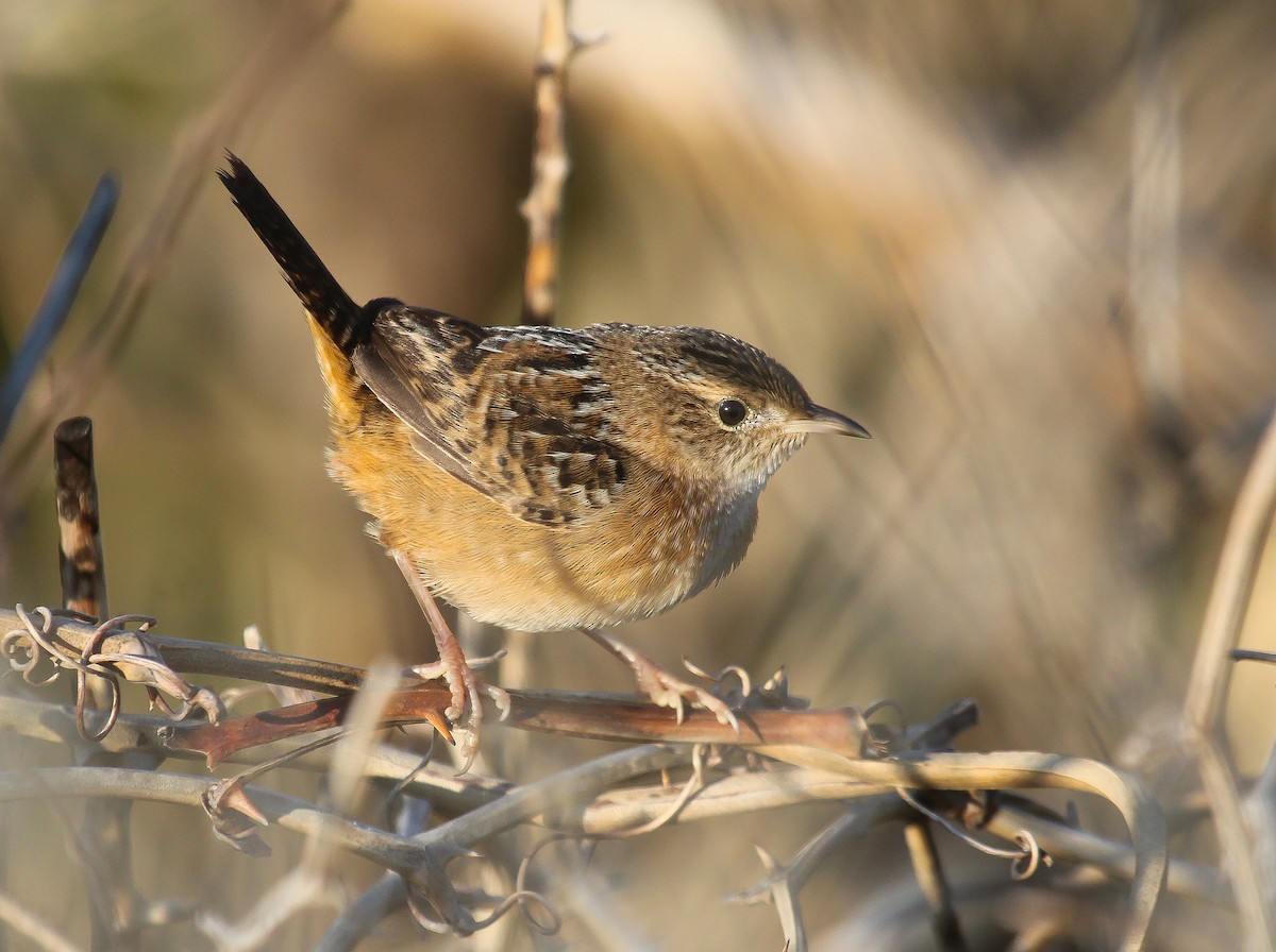 Тростниковый крапивник - ML647049023