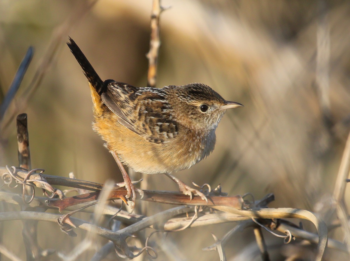 Тростниковый крапивник - ML647049024