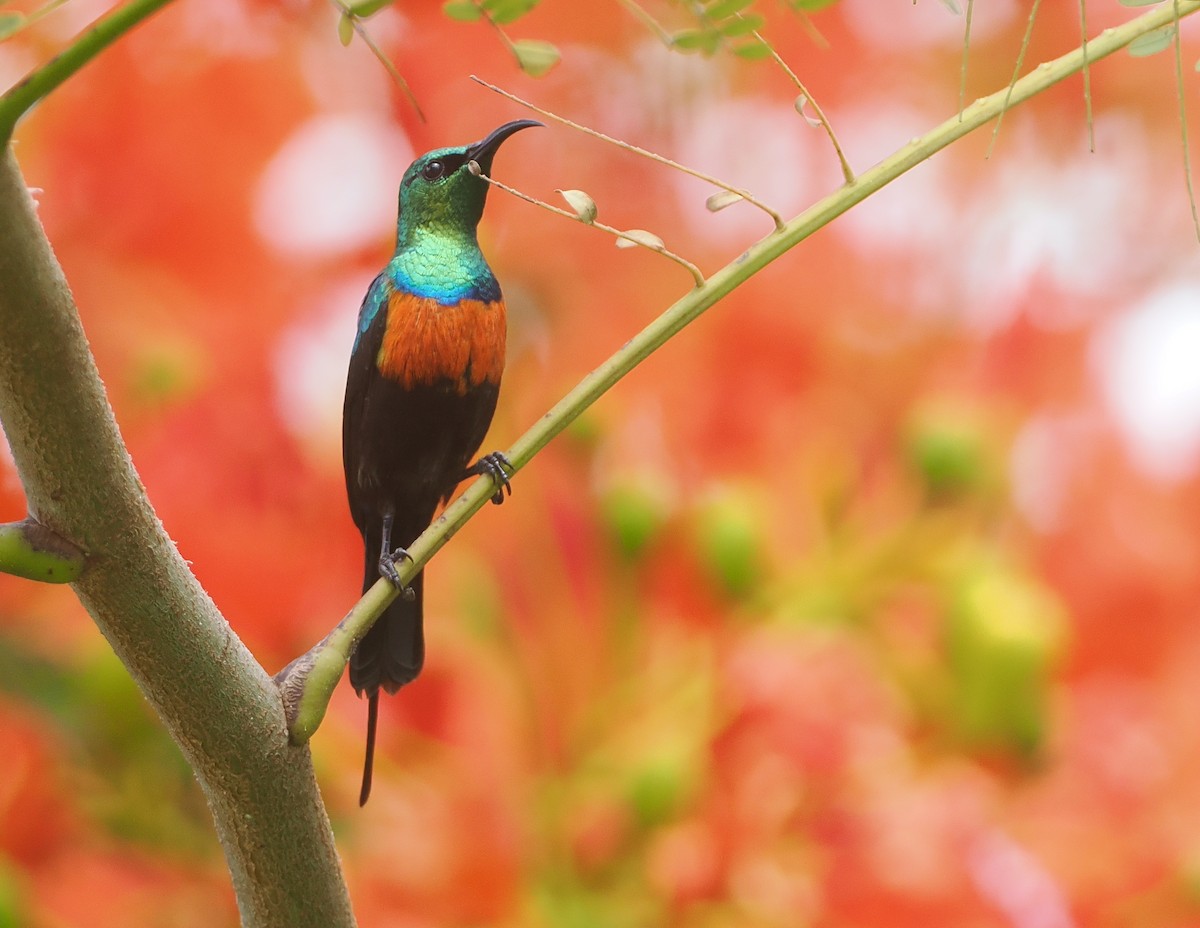 Black-bellied Sunbird - ML647049028